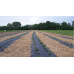 Агроволокно П-90 (1.6*50м) - чорний ///GF Agro(Польща) Агроволокно П-90 (1.6*50м) - чорний ///GF Agro(Польща)